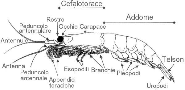 Anatomia krill